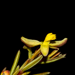 Hibbertia gracilipes