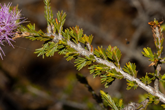 Melaleuca jonesii