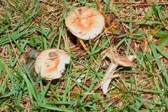 Russula stricta