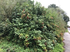 Viburnum opulus opulus