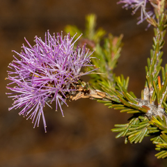 Melaleuca jonesii