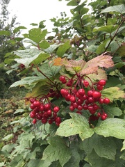 Viburnum opulus opulus