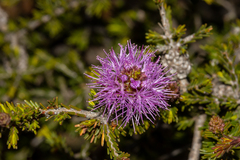 Melaleuca jonesii
