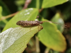 Common Marine Caddisfly