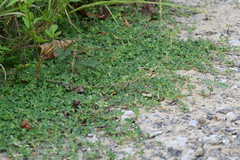 Indigofera trifoliata glandulifera