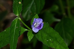 Ruellia repens