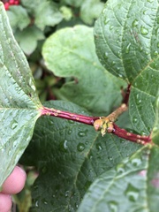 Viburnum opulus opulus