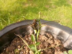 Pseudothemis zonata