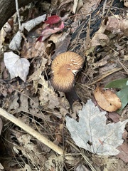 Leucoagaricus rubrotinctus