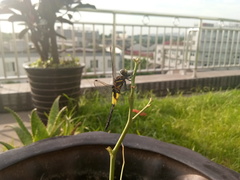 Pseudothemis zonata