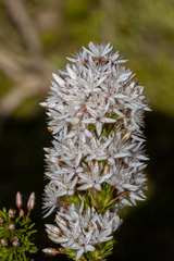 Calytrix tetragona
