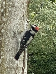 Dryobates pubescens