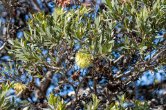 Eucalyptus lehmannii