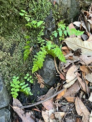 Cystopteris fragilis