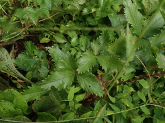 Potentilla