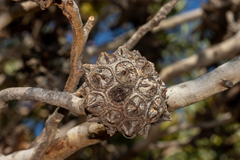 Eucalyptus lehmannii