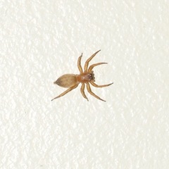 Clubionidae