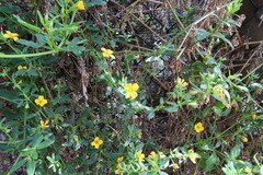 Roepera billardierei