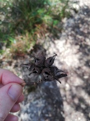 Eucalyptus cornuta