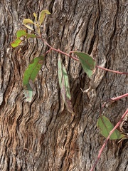 Eucalyptus planchoniana