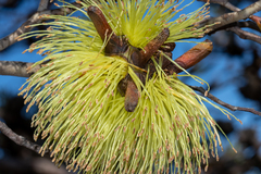 Eucalyptus lehmannii