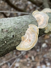Trametes hirsuta
