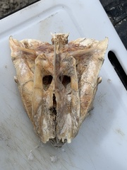 Thunnus