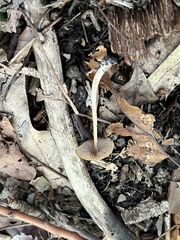 Entolomataceae