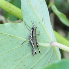 Paroxya