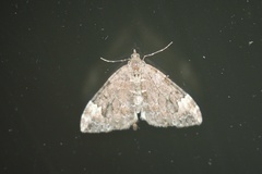 Dysstroma citrata