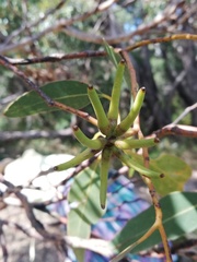 Eucalyptus cornuta