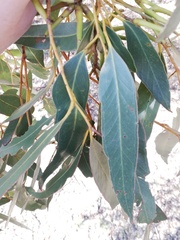 Eucalyptus cornuta
