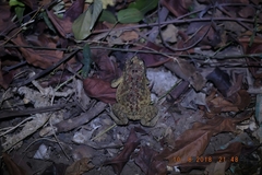 Duttaphrynus melanostictus