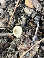 Entolomataceae