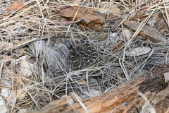 Crotalus oreganus oreganus