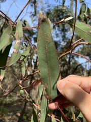 Eucalyptus planchoniana