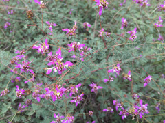 Dalea frutescens