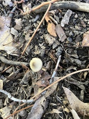 Entolomataceae