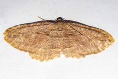 Austrocidaria gobiata