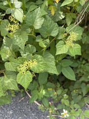 Ampelopsis glandulosa hancei