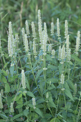 Agastache micrantha