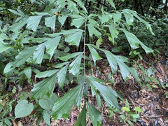 Caryota