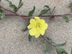 Oenothera humifusa