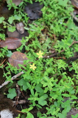 Hypericum parvulum