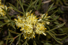 Petrophile squamata