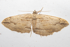 Austrocidaria gobiata