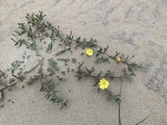 Oenothera humifusa