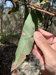 Eucalyptus planchoniana