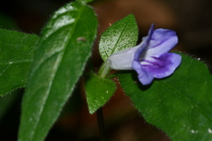 Ruellia repens
