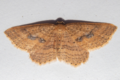 Epicyme rubropunctaria